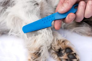 Flea Control: How to Eliminate Fleas Completely