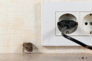 Rodent Control: Top 3 Preventative Tips
