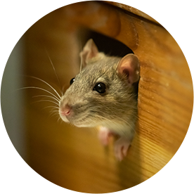 We can safely remove rodents