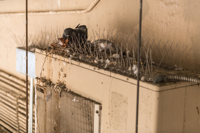 Commercial Bird Control, Newnan, GA | Overwatch Pest Management [Video]